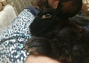 Kaninchen Brüder zu verschenken mit viel Zubehör