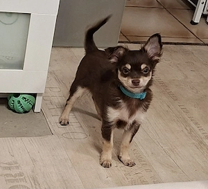 Chihuahua  sucht gutes zu Hause 