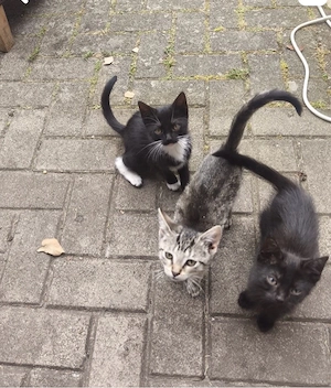 3 weibchen suchen ein zuhause
