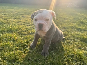 Old Englische Bulldogge 