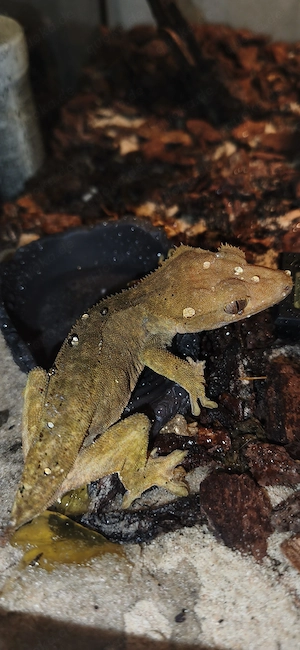 2 kronesgeckos+2 Terrarien zu verkaufen