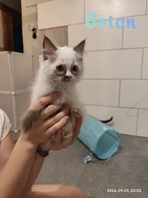 Ragdoll Kitten Kätzchen 