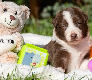Red Australian Shepherd  Border Collie Welpen