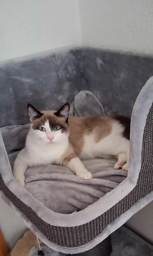 Wunderschöne Ragdoll Katze  Noreia  sucht ein Zuhause 