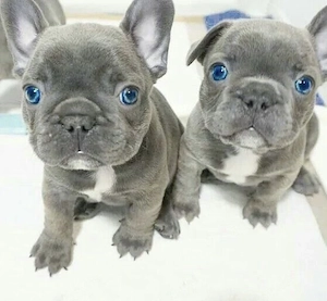 Premium Französische Bulldoggen Welpen mit AT