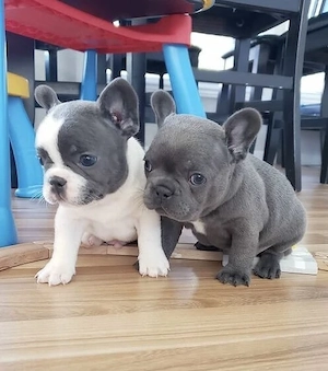 Französische Bulldoggen Welpen 