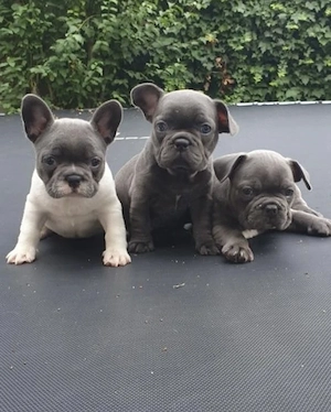 Französische Bulldoggen Welpen 