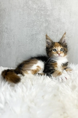 9 wunderschöne Maine-Coon-Kitten  geimpft & entwurmt, liebevoll aufgezogen