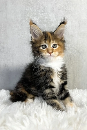 9 bezaubernde Maine-Coon-Kitten 13 Wochen, geimpft & entwurmt