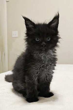 10 wunderschöne Maine-Coon-Kitten  geimpft & entwurmt, liebevoll aufgezogen
