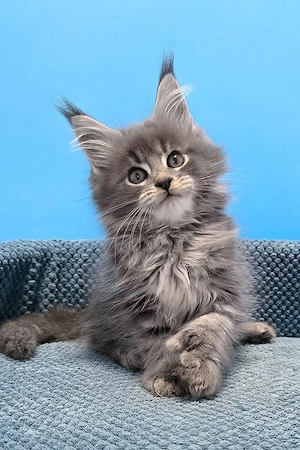 10 wunderschöne Maine-Coon-Kitten  geimpft & entwurmt, liebevoll aufgezogen