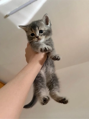 Britisch Katzenbaby weiblich