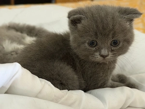British katzenbaby männlich