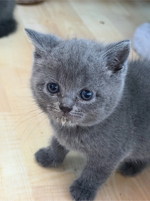 Britisch KatzenBaby weiblich