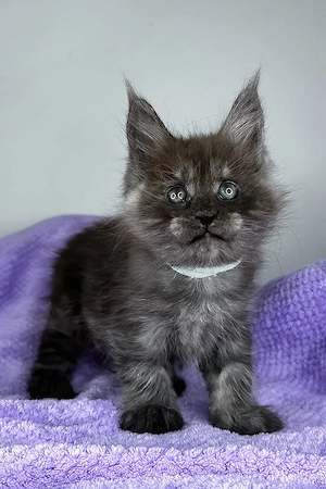 8 wunderschöne Maine-Coon-Kätzchen mit Stammbaum, 13 Wochen alt geimpft, tierärztlich untersucht 