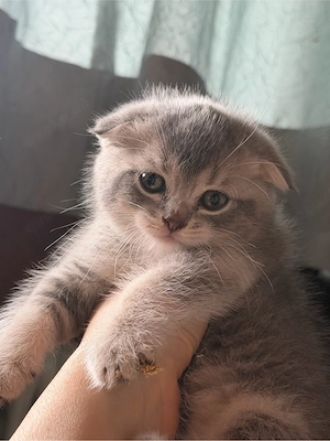 britische Katzen, Baby männlich