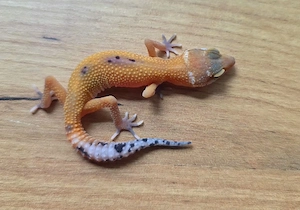 Leopardgecko Nachzucht   Tangerine het. Raptor   HappyGeckos