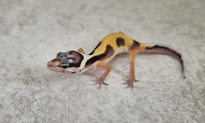 Leopardgecko Nachzucht   Bold het. Radar   HappyGeckos