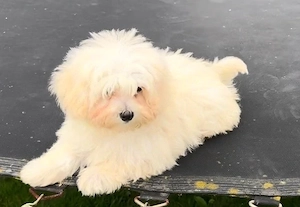 Maltipoo Welpen 