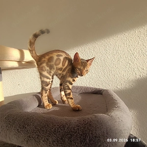 4 Bengalkitten abzugeben