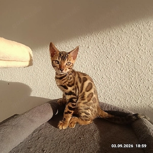 4 Bengalkitten abzugeben Bild 7