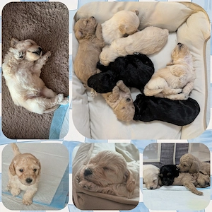 Maltipoo Welpen 
