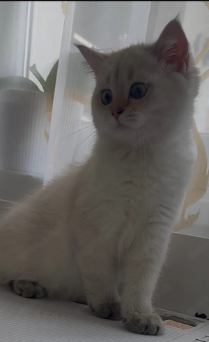 BKH Kitten