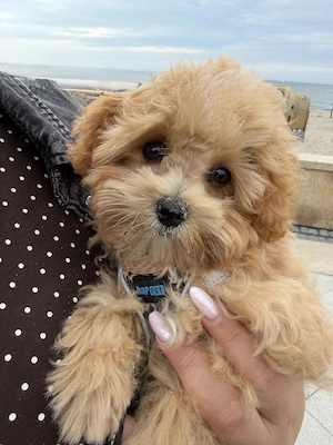 Maltipoo F1 Welpe zu verkaufen 
