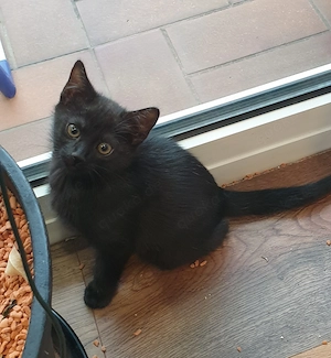 Drei Katzenbabys in liebevolle Hände abzugeben 