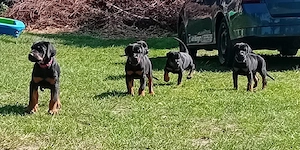 Dobermann Welpen 