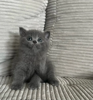 britisch kurzhaar kitten abgabe 10.10.2026