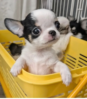 Chihuahua-welpen 