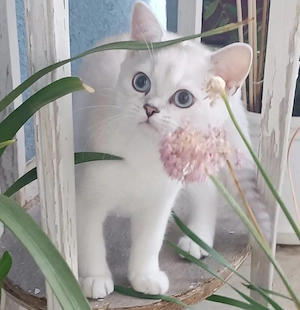 Katerchen (BKH) abzugeben