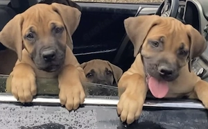 Boerboel, wunderschöne Welpen