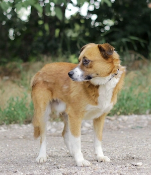 *RAUL*  Der Rüde bringt alle Voraussetzungen mit, um ein fantastischer Familienhund zu werden