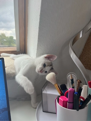 Kleines Kitten (Glückskatze) abzugeben Bild 5