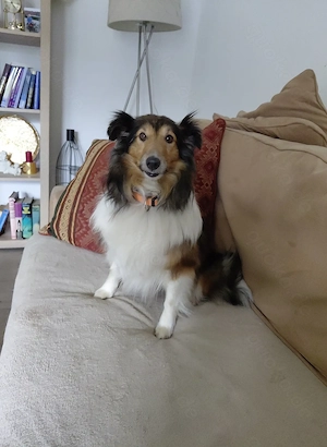 Sheltihündin  sucht ihr Zuhause  !! Reserviert !!
