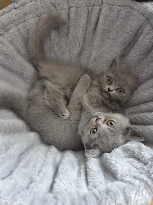 BKH BLH Minis abzugeben nurnoch 2 Kater