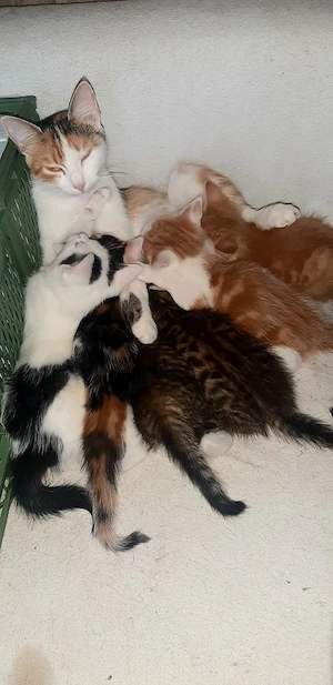 Bunte Maine-Coon-Mix-Kitten suchen ab Mitte Oktober neue Körbchen
