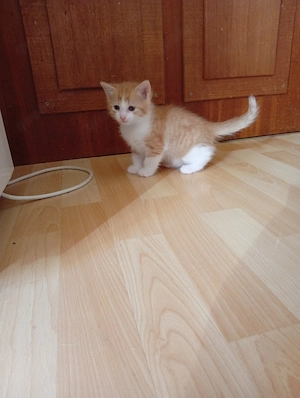 Zwei Katzenkitten