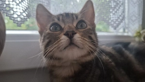 Hauskatzen