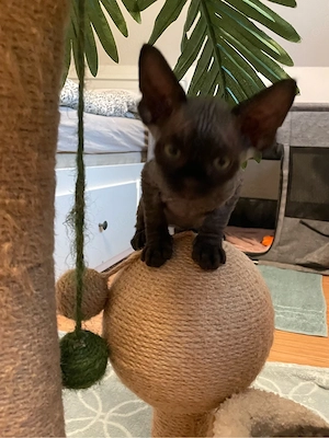 Kitten Katze Devon Rex Sphynx Bild 4
