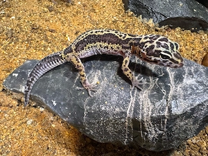 Leopardgecko Jungtiere