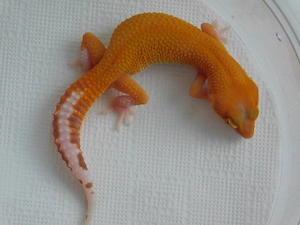 1.0 Raptor Leopardgecko Männchen abzugeben! Stonewash Mandarin Tangerine Eublepharis macularius
