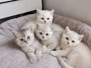    Süße BKH-Kitten   ab sofort abholbereit 