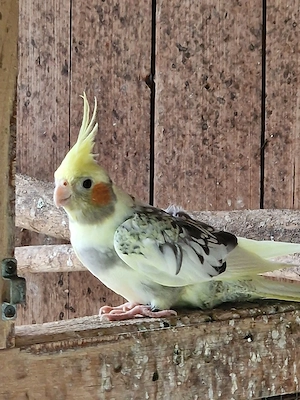 Nymphensittiche 