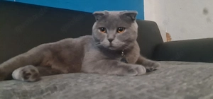 Liebevolle Katze sucht neues Zuhause   