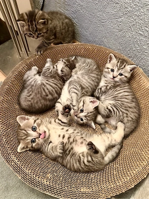 BKH Kitten 1 Kätzchen und 4 Katerchen