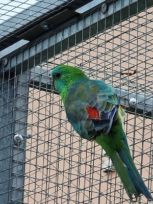 Singsittich 
