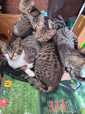 Katzenbabys  Kätzchen  Kitten